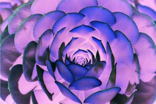 sprung_allium_yucca_4318_l