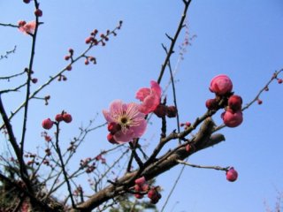 blossom_spring_flower_347221_l