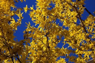 vancouver_spring_flowers_23174_l